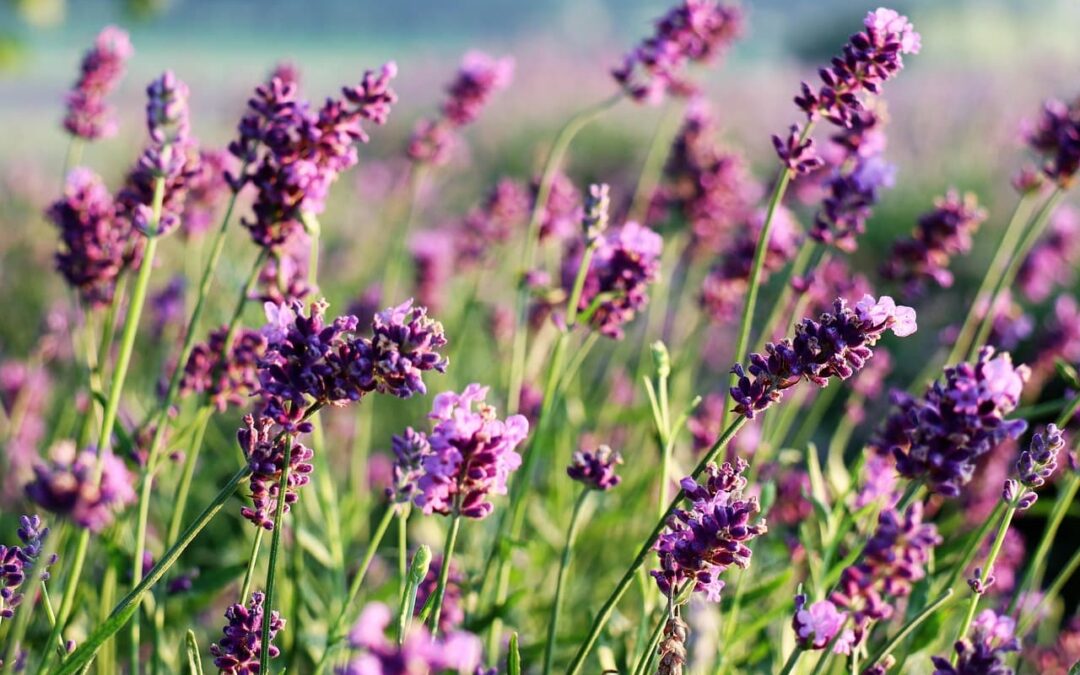 Quelle tisane pour un sommeil profond et réparateur ?