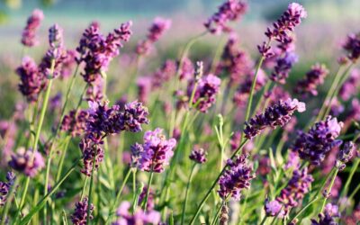 Quelle tisane pour un sommeil profond et réparateur ?